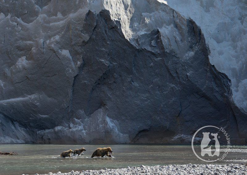 камчатка, бурые медведи Заколдованная стена фото превью