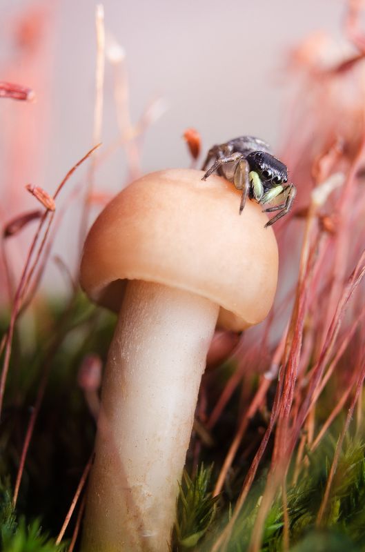 Высоко фото превью