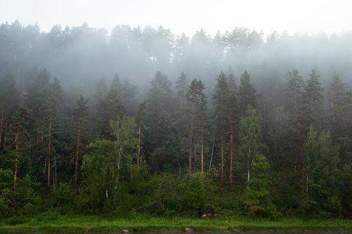 Сказочный лес