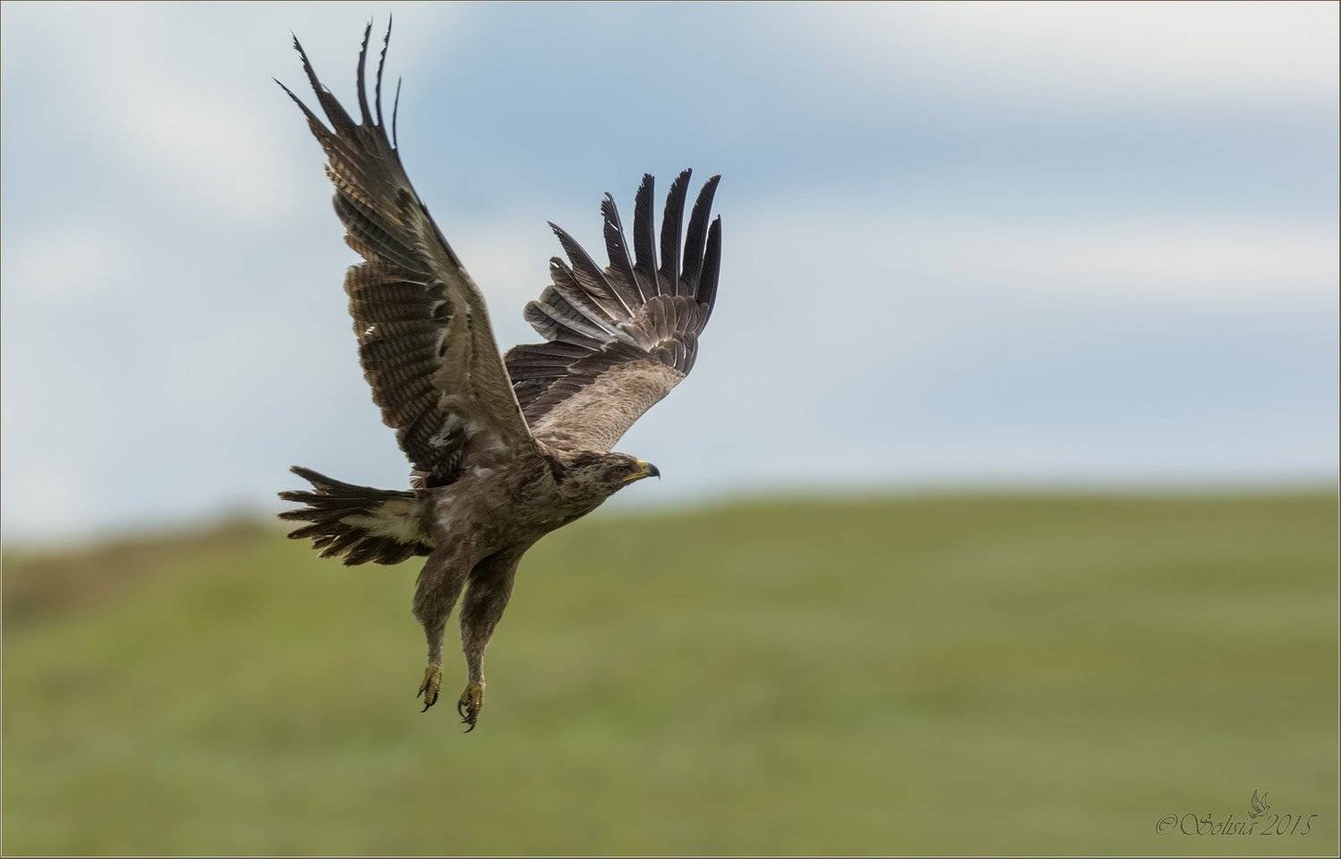 птицы, природа, хищник, подорлик малый, Aquila pomarina, лето, август, 2015, подмосковье, волоколамский р-он, Солисия