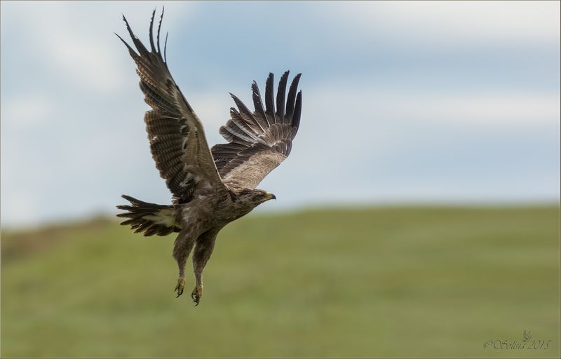 птицы, природа, хищник, подорлик малый, Aquila pomarina, лето, август, 2015, подмосковье, волоколамский р-он Лечу, куда хочу! фото превью