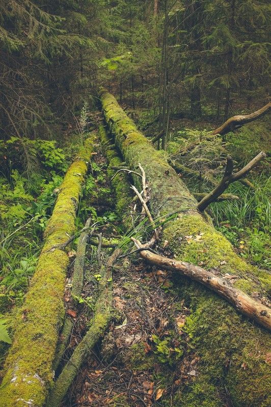 Уральский лес фото превью