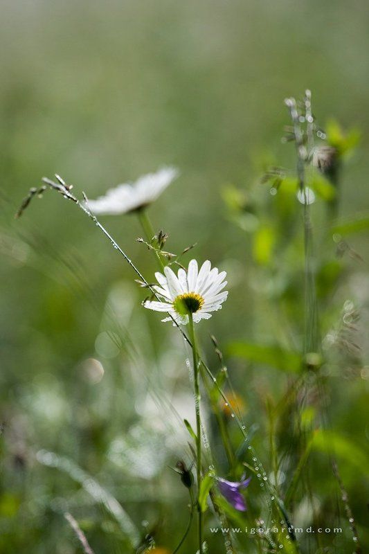 Drops фото превью