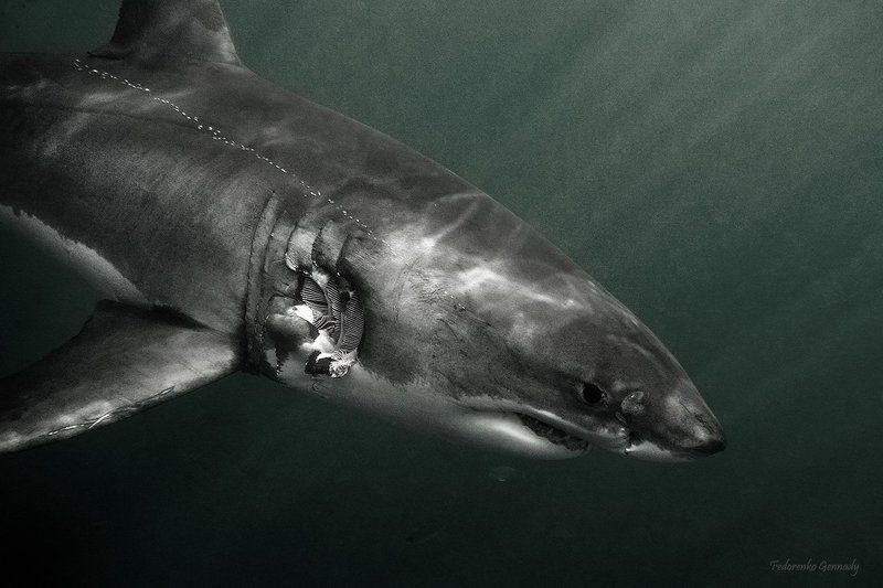 shades of Death фото превью