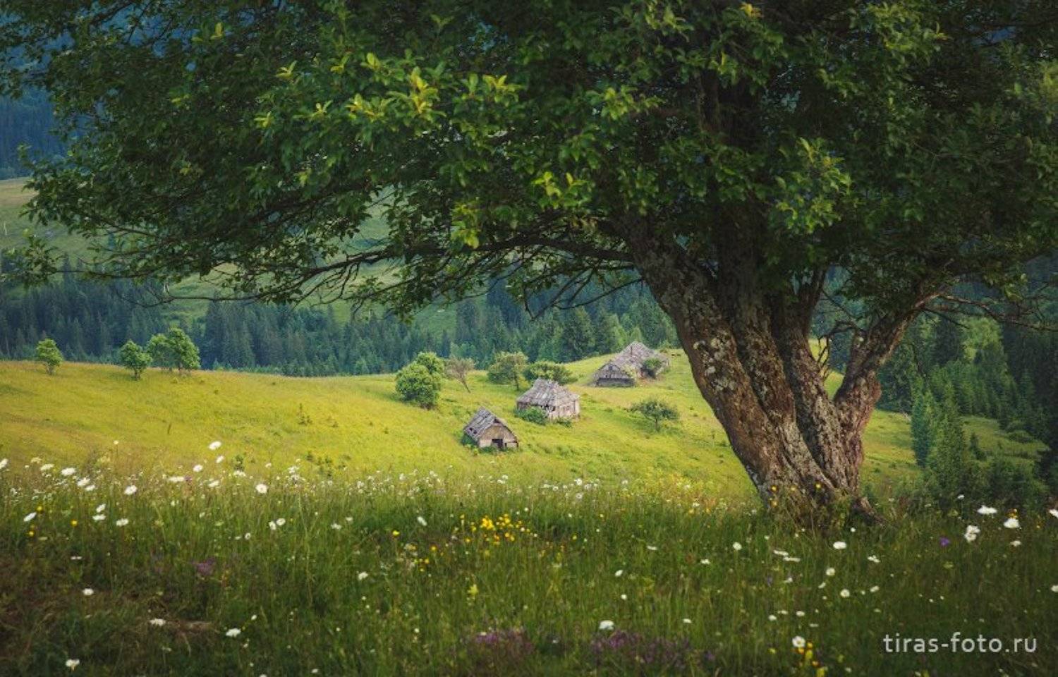 Карпаты, горы,  лето, дома, Петренко Алёна