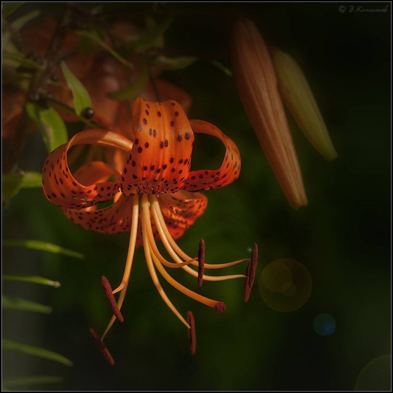 Лето, Природа, Растения, Цветы, Владимир Комышев