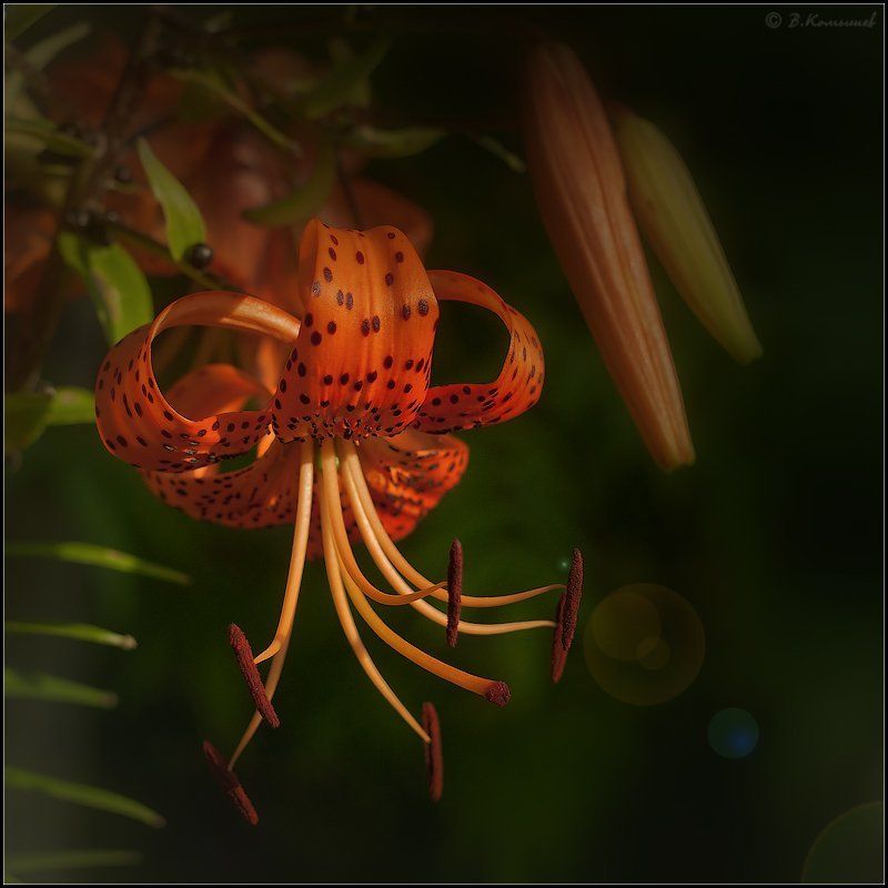 Лето, Природа, Растения, Цветы Цыганочка с выходом... фото превью