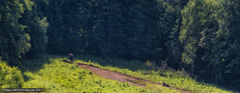 Zubrphoto, Горы, Западный кавказ, Заповедник, Зубры, Кавказ, Лето, Панорама Молодые самцы на отдыхе. фото превью