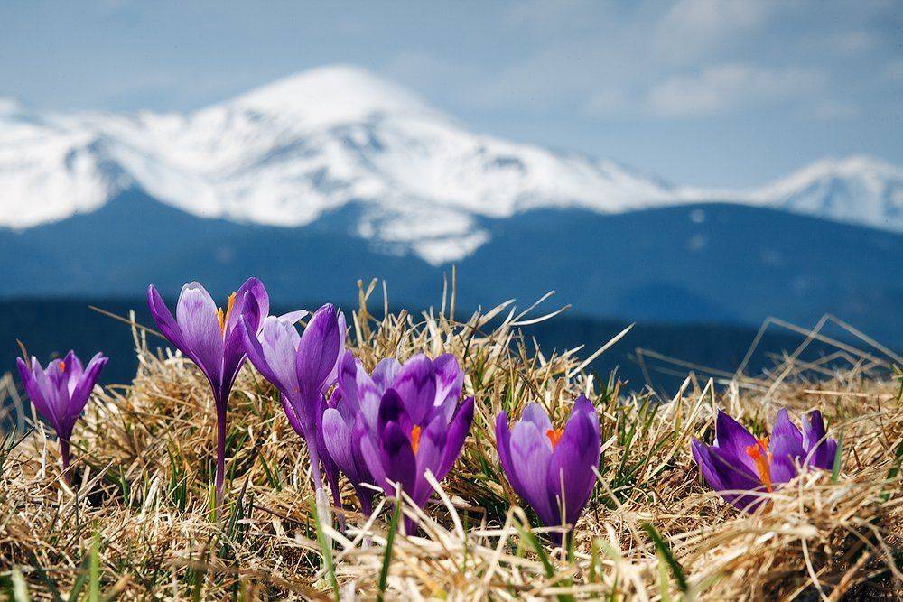 , Ярослав Тюрменко (Jaremi)