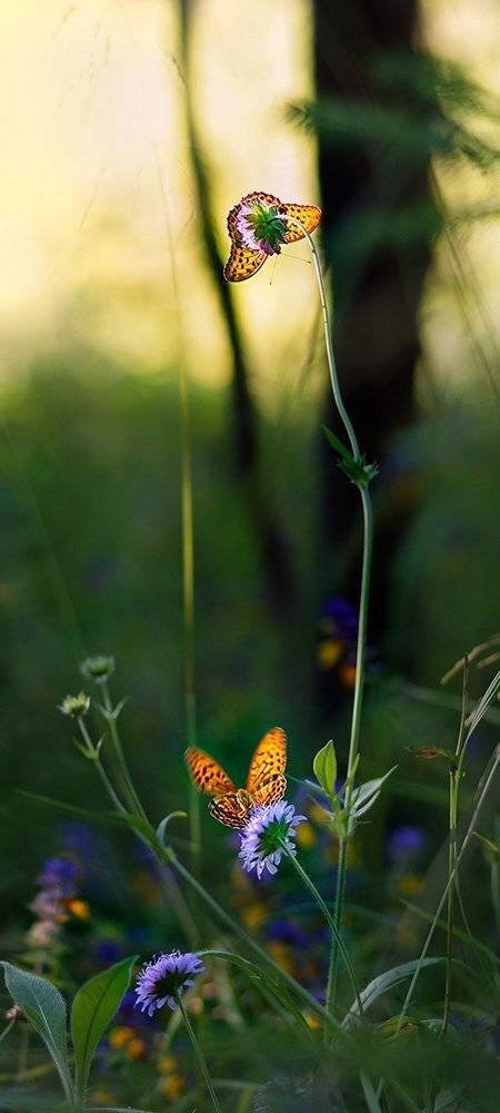, Валерия Зверева