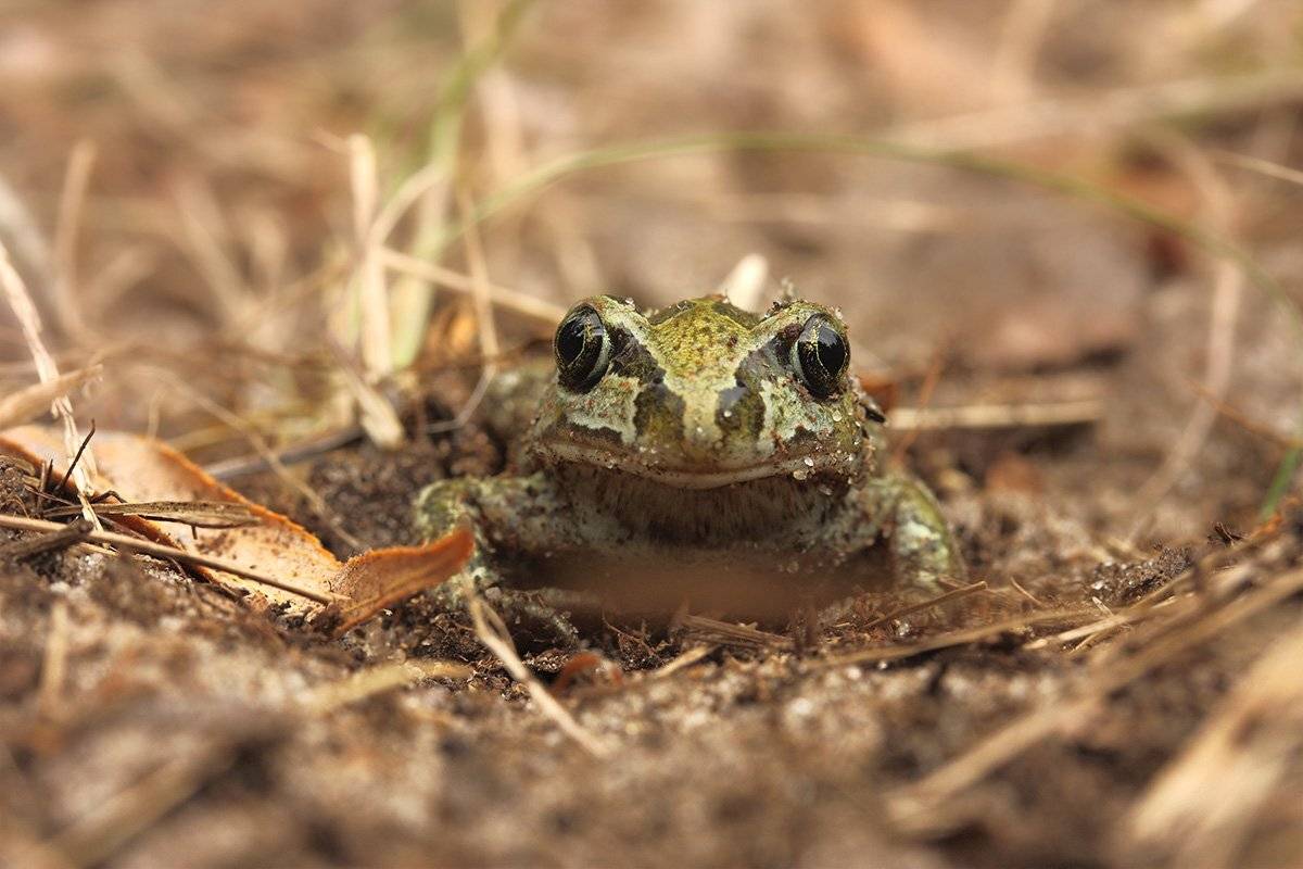 Pelobates fuscus, Жаба, Толстоголовая травянка, Чесночница, Роман Рысь