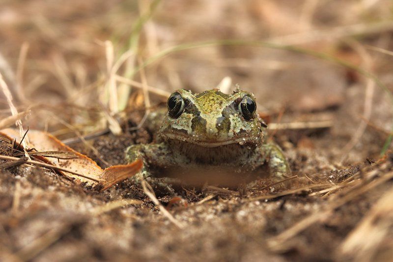 Pelobates fuscus, Жаба, Толстоголовая травянка, Чесночница Чесночница, толстоголовая травянка (Pelobates fuscus) фото превью