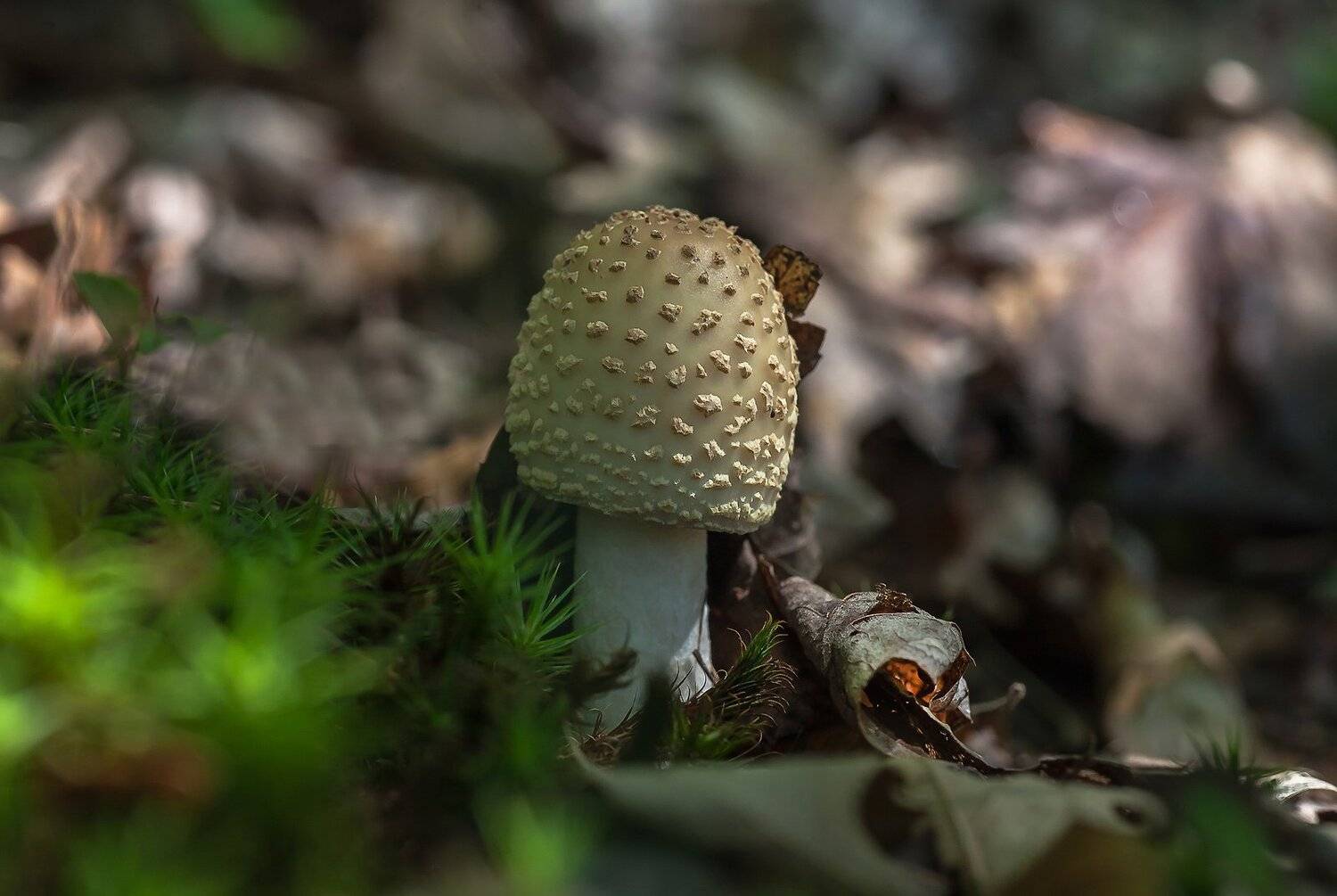 Грибы, Природа, Антонина