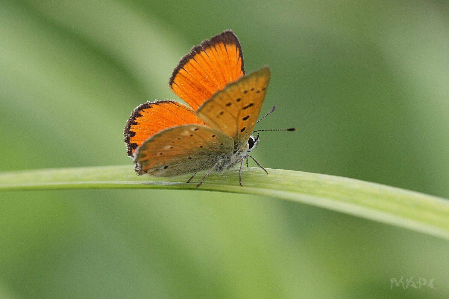 Макро червонец огненный бабочка, Шангареев Марс