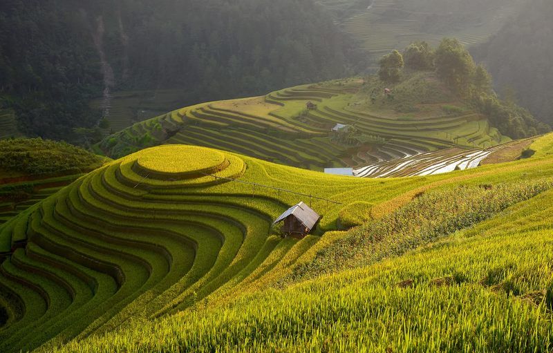 Nature, Vietnam, Agriculture, Beauty In Nature, Blue, Cloud - Sky, Color Image, Day, Green Color, Harvesting, Horizontal, Lush Foliage, No People, North Vietnam, Outdoors, Photography, Rice - Cereal Plant, Rice Paddy, Scenics, Seasoning, Terraced Field, T Golden rice terrace фото превью