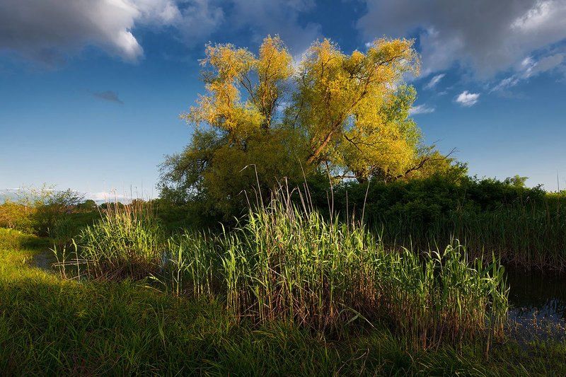 Одинокая верба на склоне летнего дня фото превью
