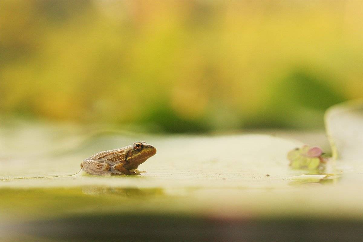 Вода, Листья кувшинки, Лягушенок, Лягушка, Роман Рысь