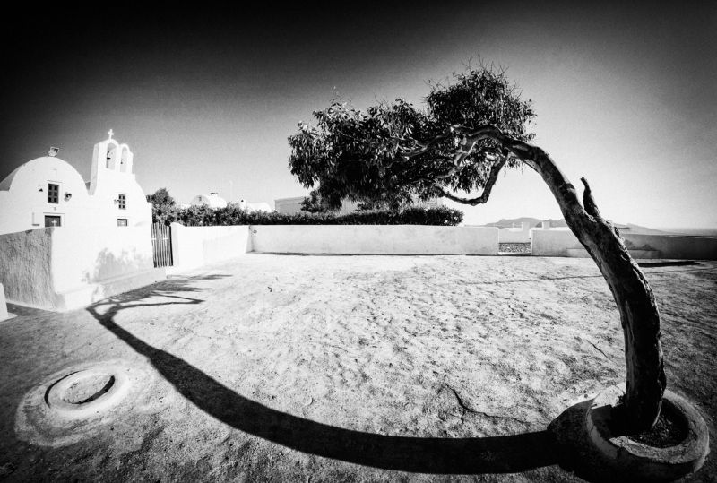 faith tree фото превью