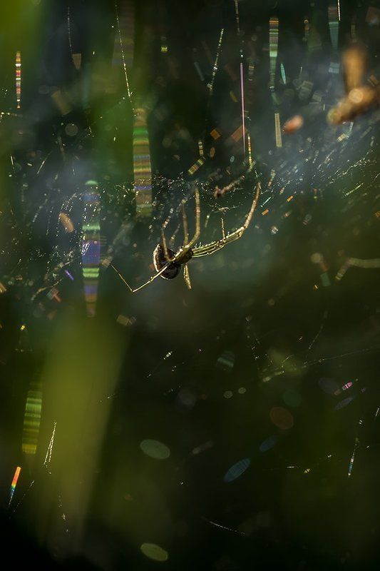 Ловцы радуг фото превью