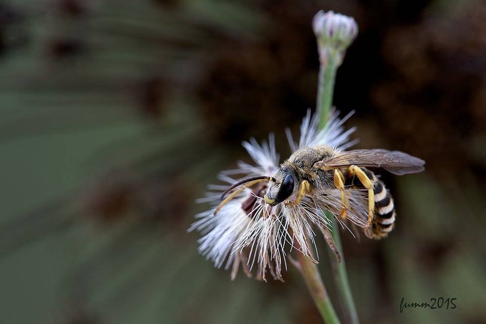 , Игорь ФУММ