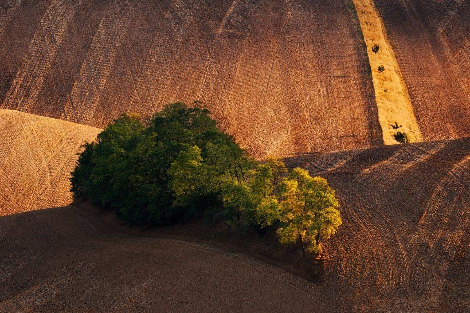 Countryside, Czech republic, Evening, Fields, Hills, Light, Rural, South moravia, Summer, Trees, Martin Rak