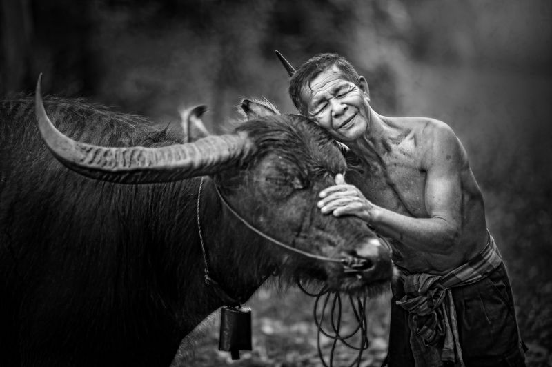 Black And White, Friendship, Animal Themes, Thailand, Asian and Indian Ethnicities, Shirtless, Water Buffalo, 55-59 Years, Adult, Adults Only, Cow Bell, Day, Domestic Animals, Eyes Closed, Focus On Foreground, Front View, Horizontal, Love, Mature Adult, O Love friend фото превью