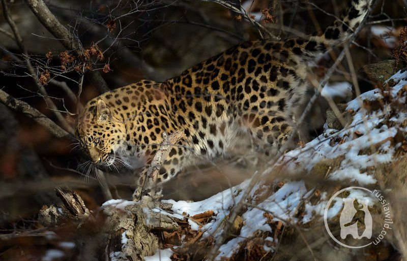 дальневосточный леопард Пятнистое утро фото превью