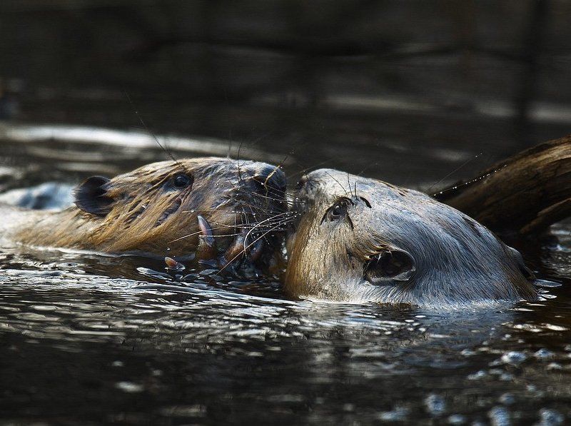 Rendezvous фото превью