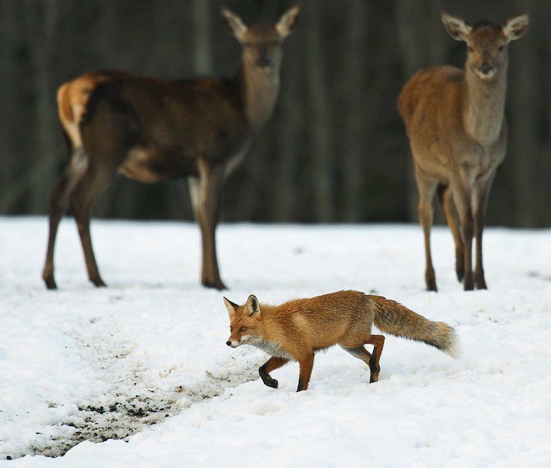 * * * фото превью