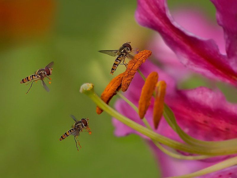 *** фото превью