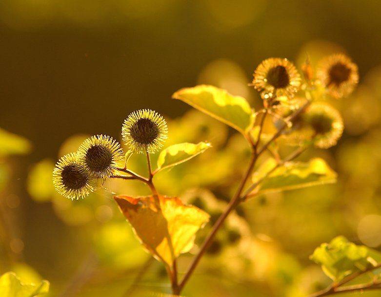 , Валерий Смирнов