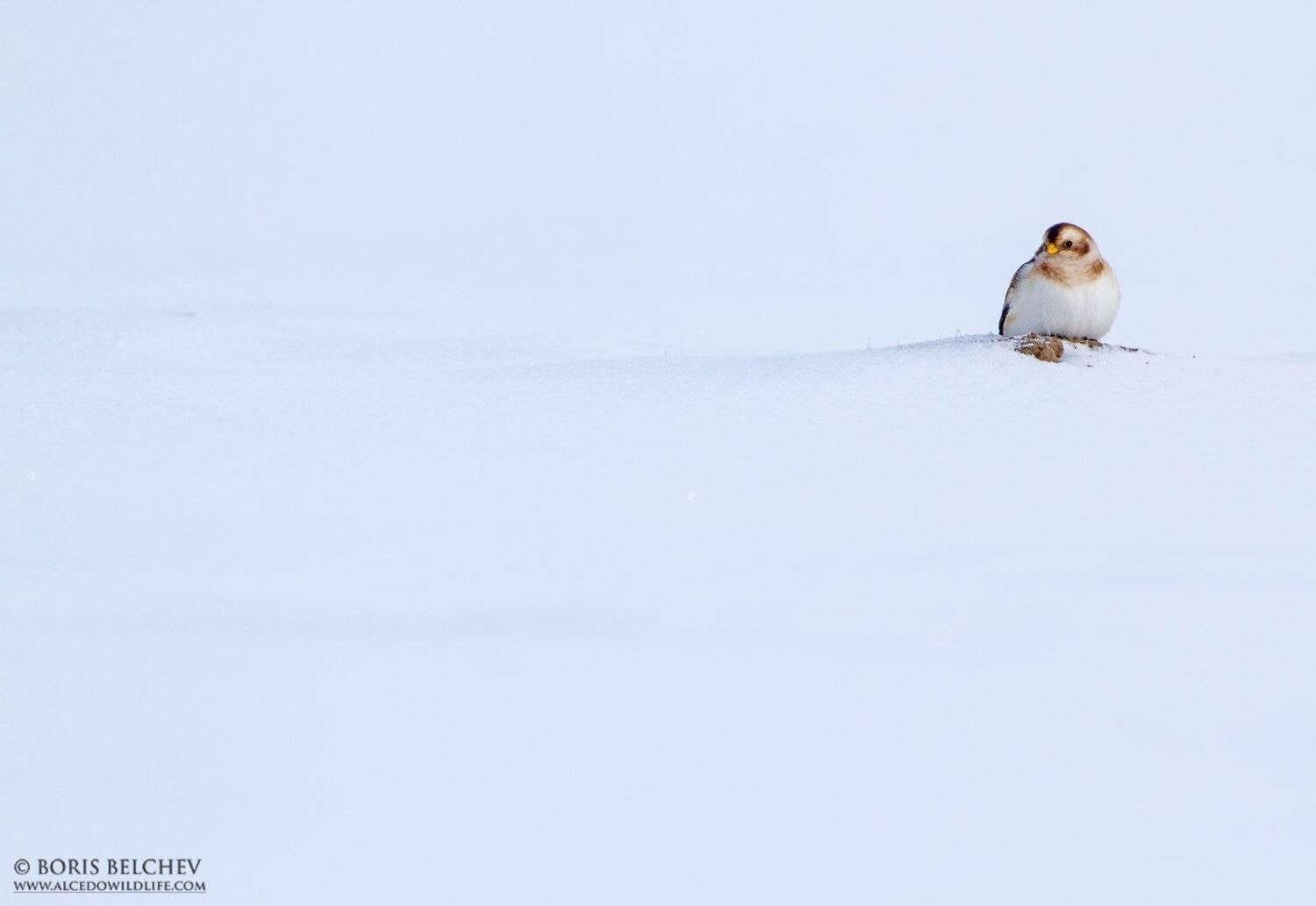 www.alcedowildlife.com, Борис Белчев, Фотоохота, природа, Пуночка, Plectrophenax nivalis, снежный подорожник , Борис Белчев