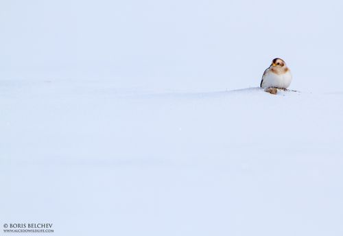 Пуночка (Plectrophenax nivalis) или снежный подорожник 