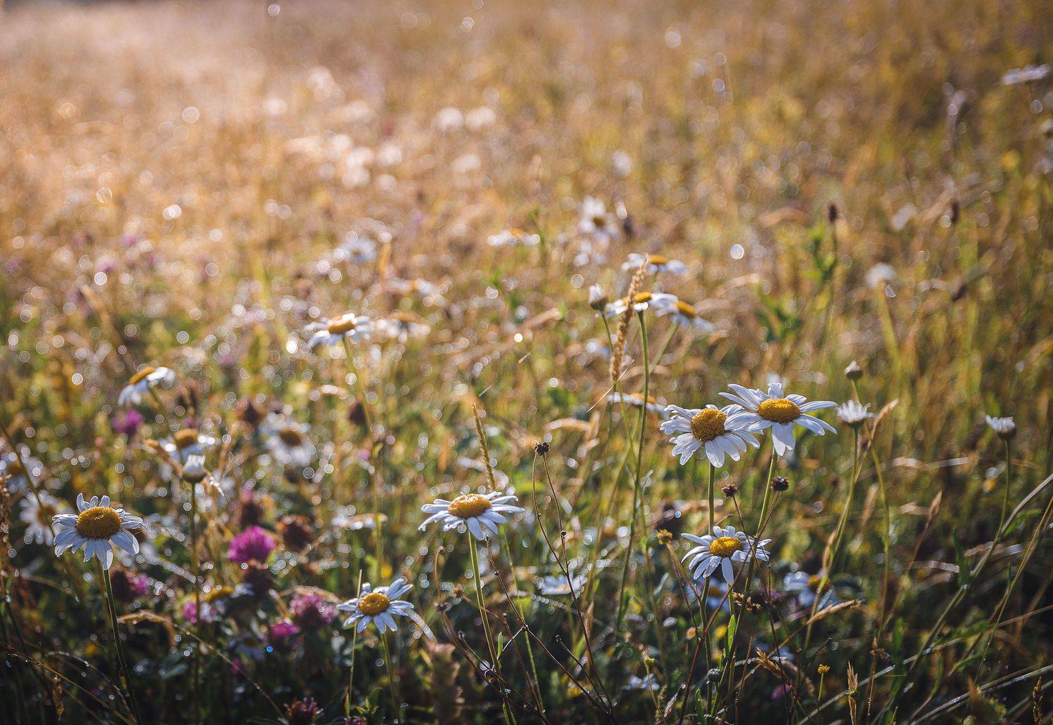лето, утро, полевые цветы, Зеленько Дмитрий