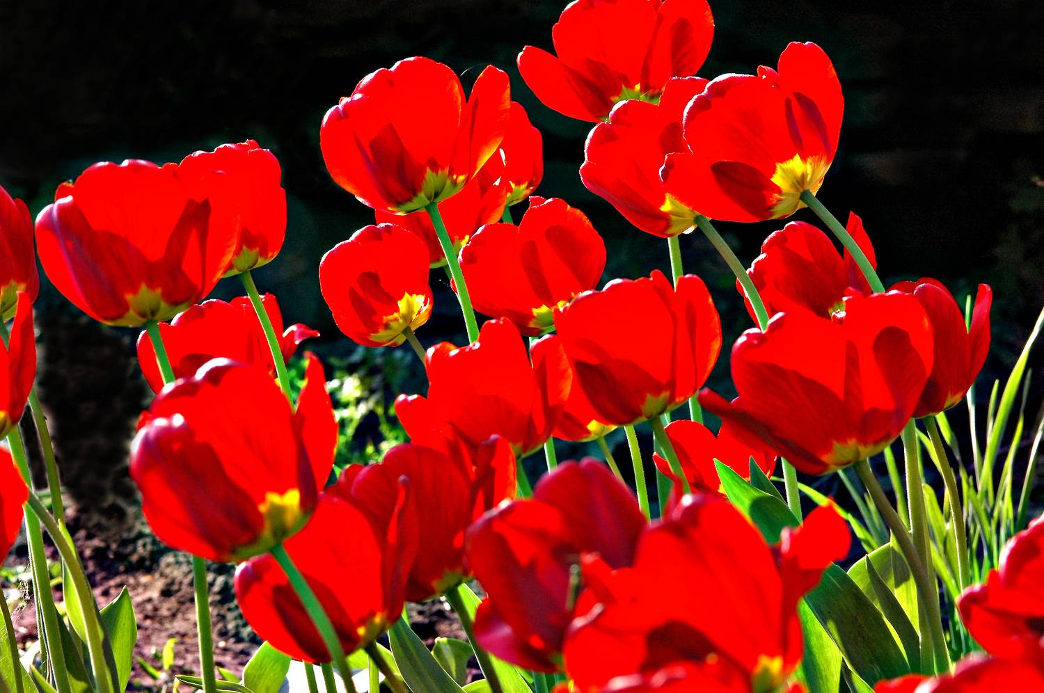 , Владимир Краснов