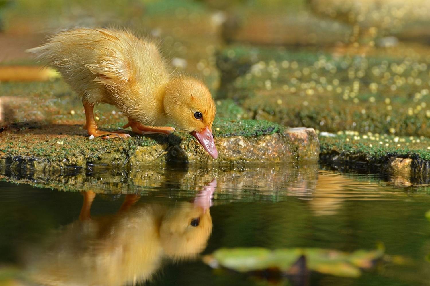 , Людмила Бекман