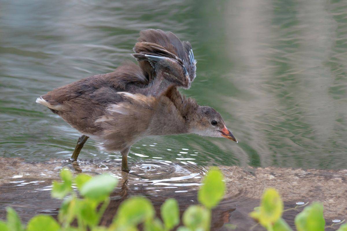 , Людмила Бекман