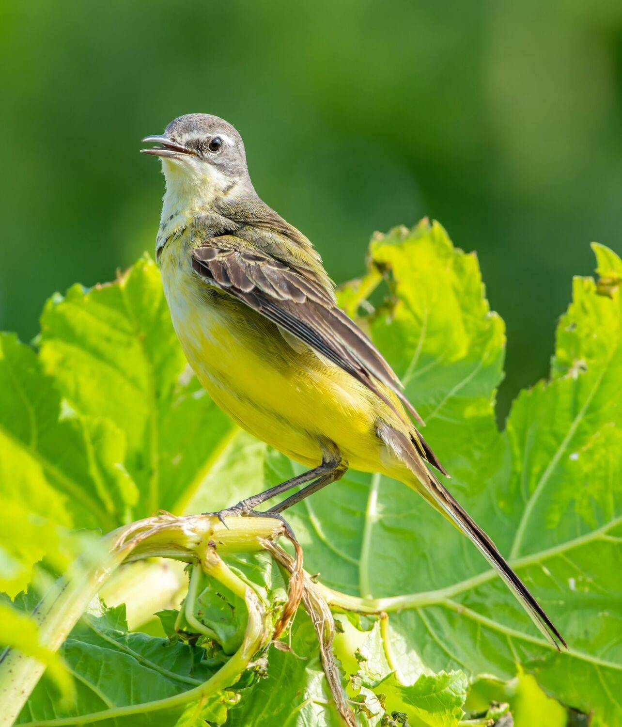 , Дэм Константин