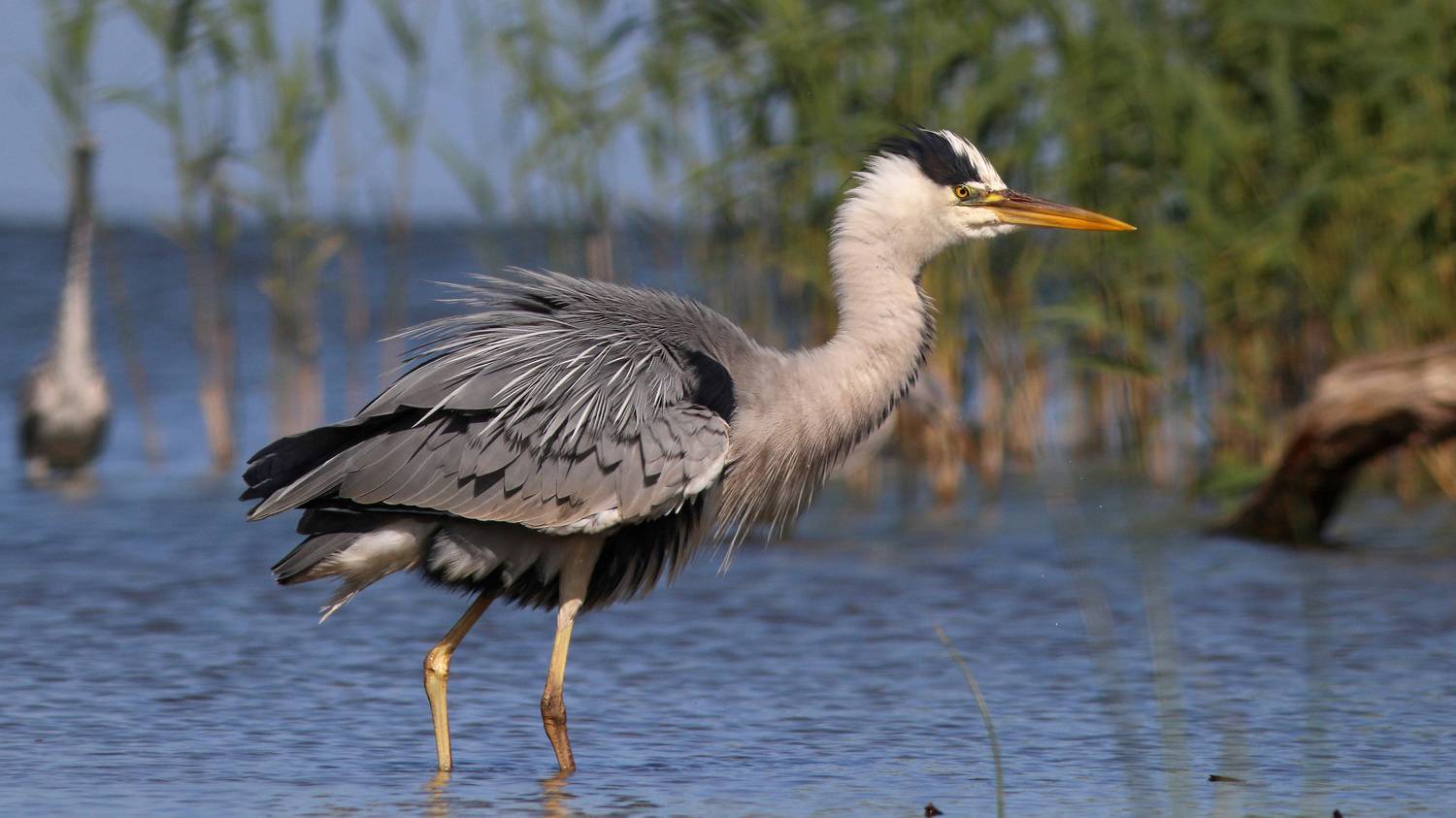 серая цапля, цапля, ardea cinerea, grey heron, heron, куршская коса, куршский залив, Бондаренко Георгий