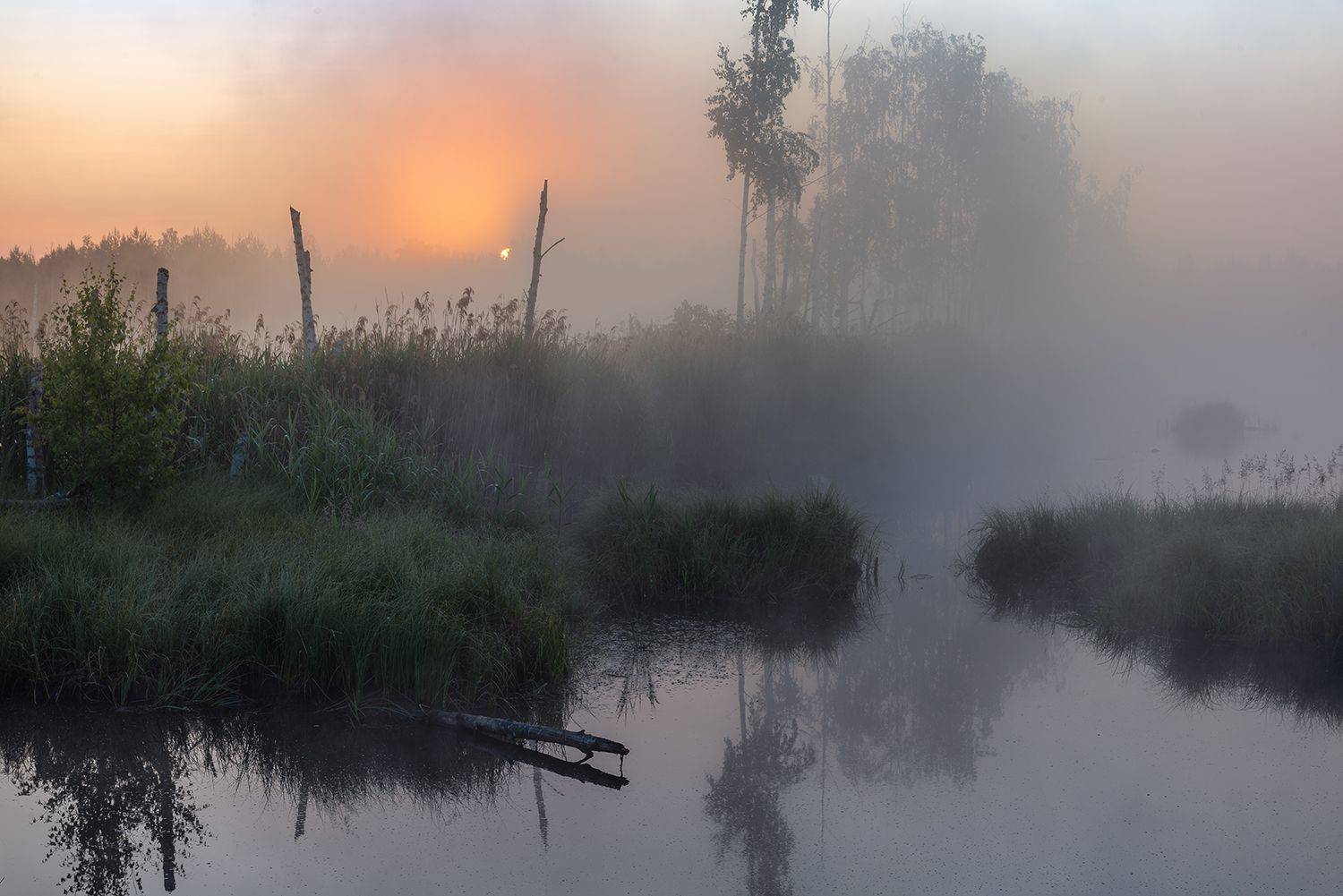 , Дмитрий Асеев