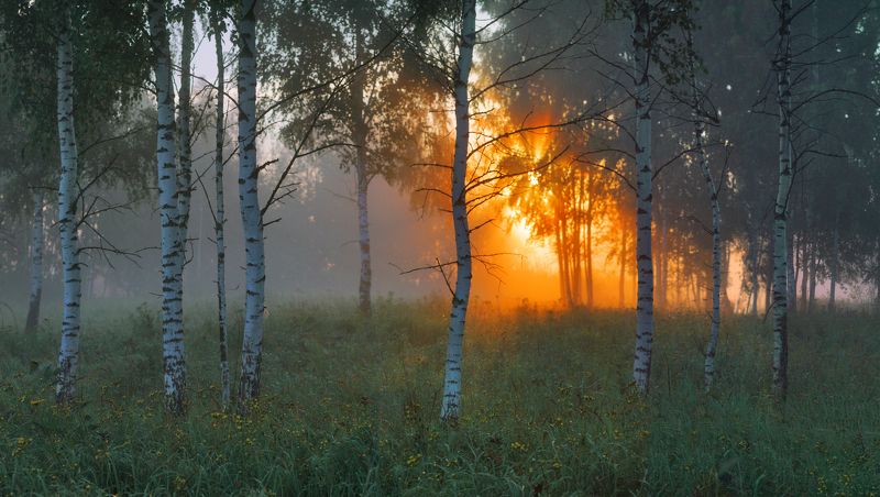 Летнее утро. фото превью