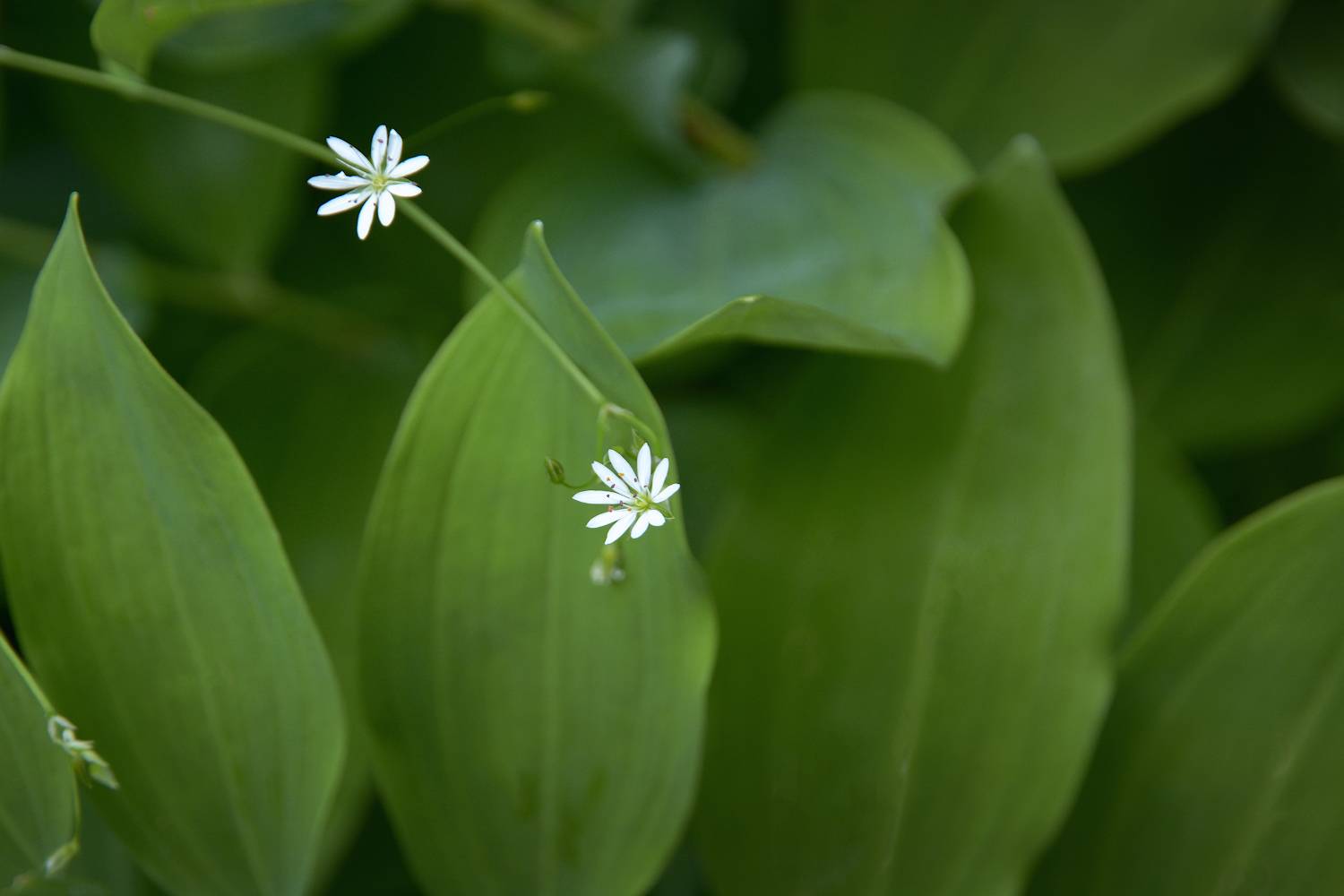 , Марина Никифорова