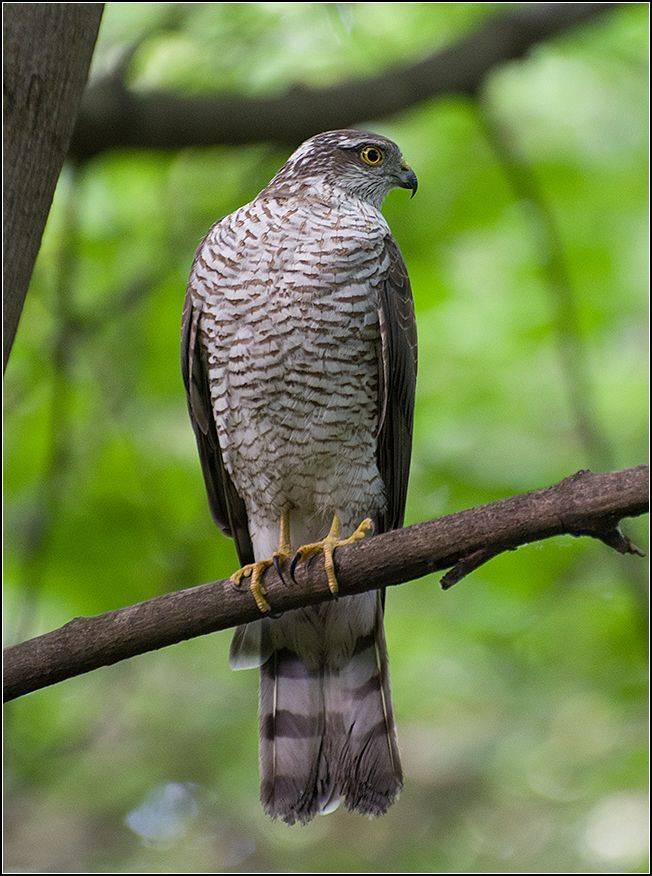 москва, парк, птица, ястреб-перепелятник, самка, АНАТОЛИЙ ДОВЫДЕНКО