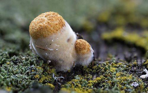 Бокальчик гладкий крупным планом