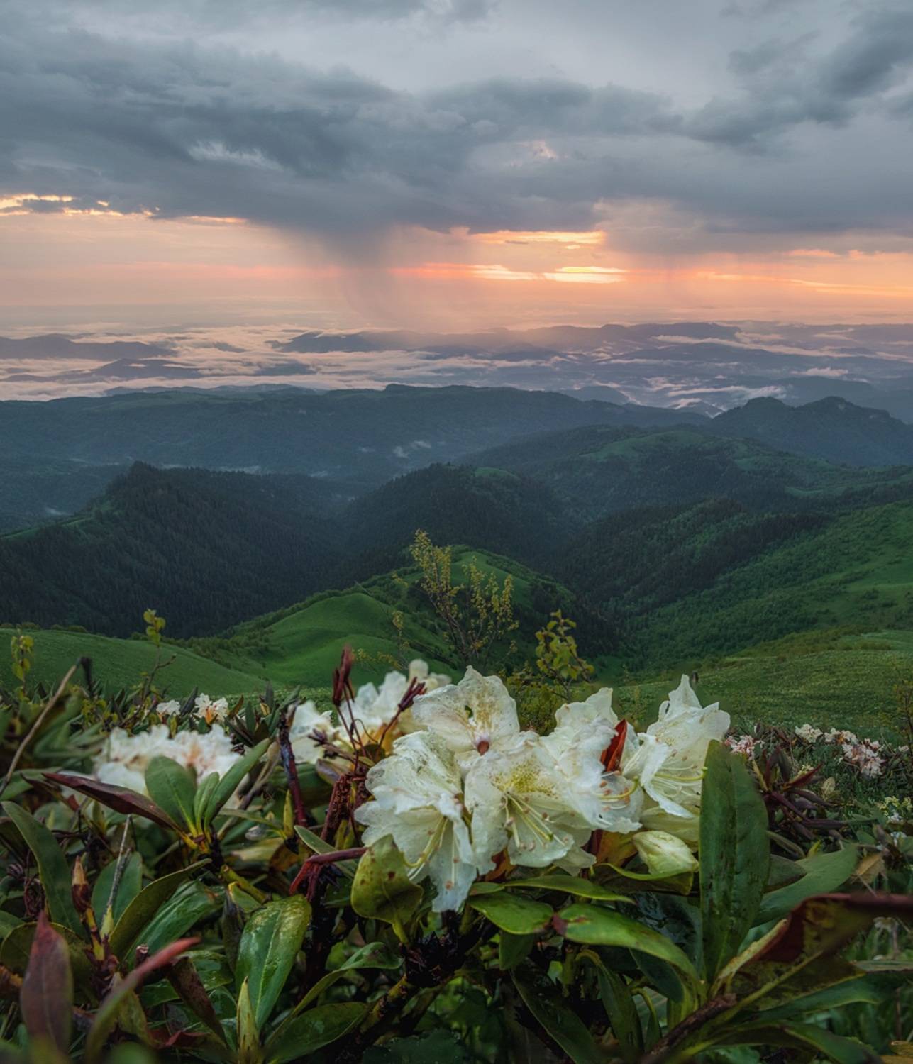 западный кавказ, природный парк большой тхач, Мысливцев Николай