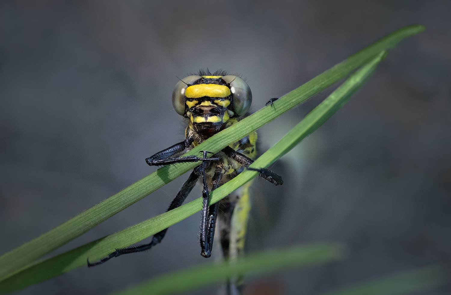 макро, стрекоза, макрофотография, macro, dragonfly, Хилько Марина