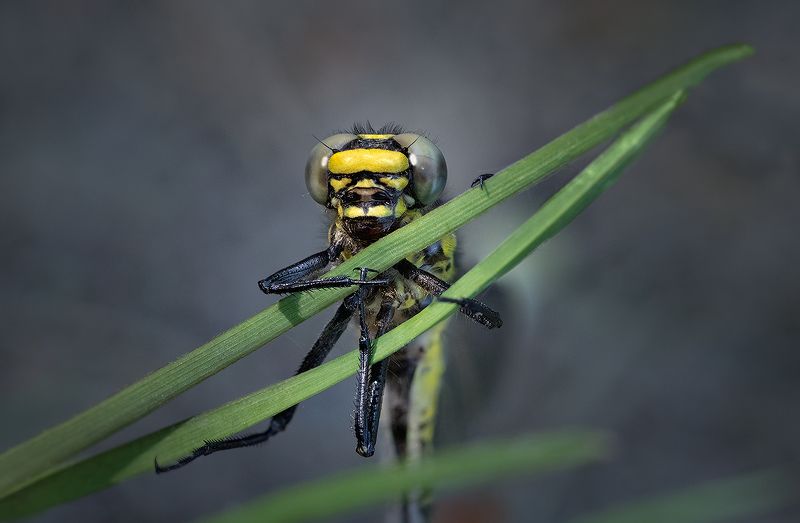 макро, стрекоза, макрофотография, macro, dragonfly Изумрудный взгляд фото превью