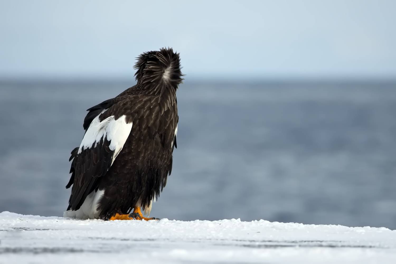 , Александр Перов