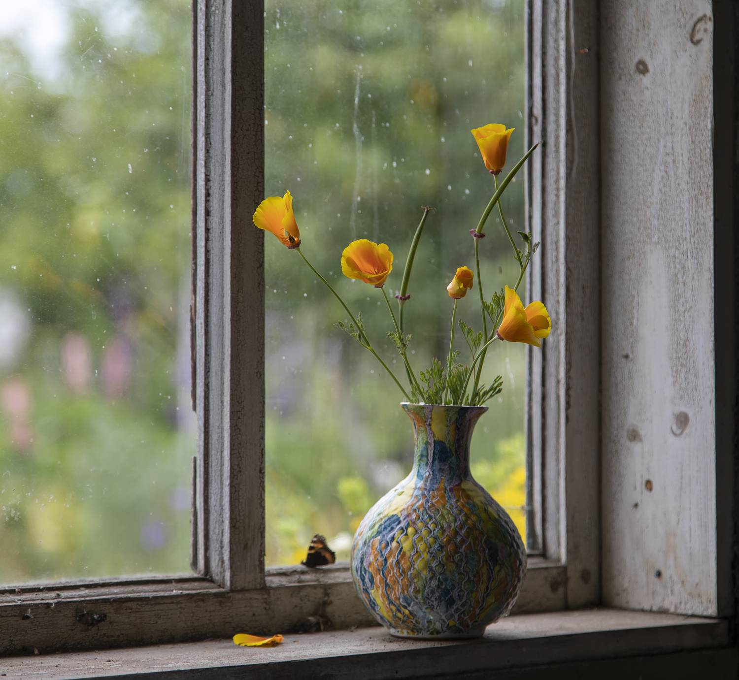 окно, эшшольция, Татьяна Феденкова