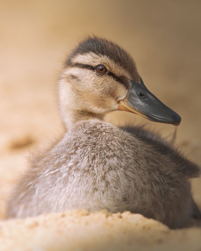 Кряква, Молодая особь, Anas platyrhynchos фото превью
